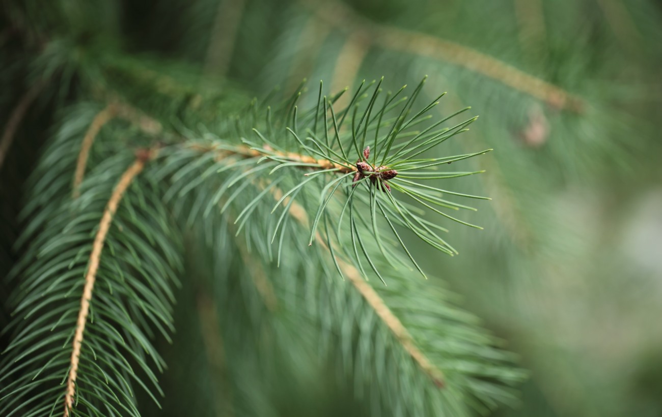 Order your real Christmas Tree today | St Nick's Auckland